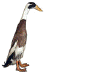 The logo of The Indian Runner Duck Association