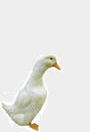 The logo of The Indian Runner Duck Association